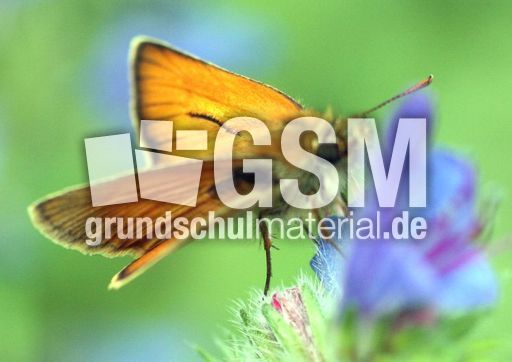 Schwarzkolbiger Braundickkopffalter-3.jpg